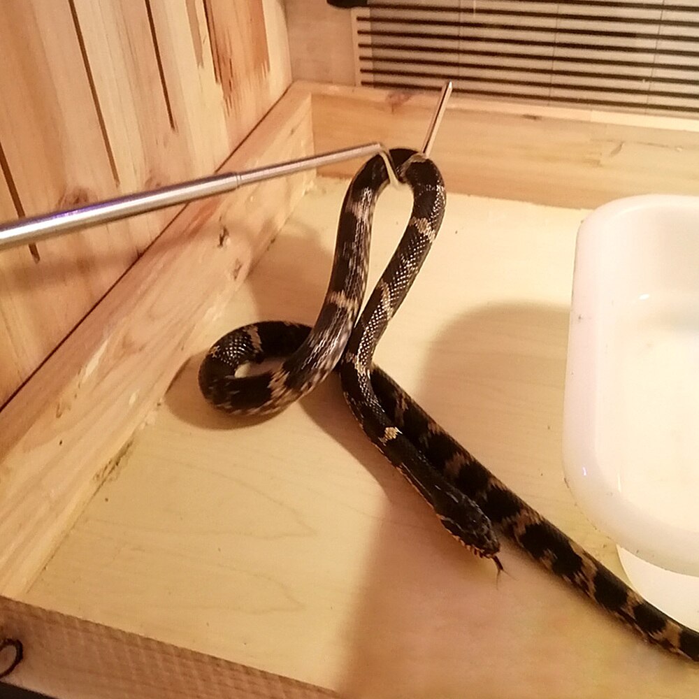 Stainless Steel Snake Hook Retractable Reptile Hook Snake Grabber Herp Tool for Gecko Lizard