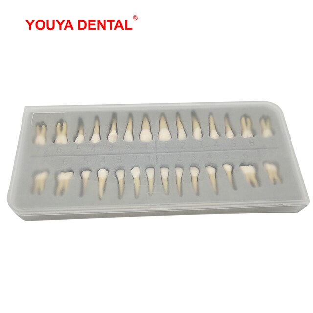 28pcs Dental Model Resin 1:1 Permanent Tooth Model With Pulp Cavity Simulation Isolated Oral Teeth Dentistry Material Supplies: Default Title