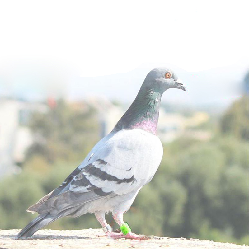 20 stk / lot digital fuglefodring fugl papegøje due ringe leverer tilbehør fugletræningsværktøj