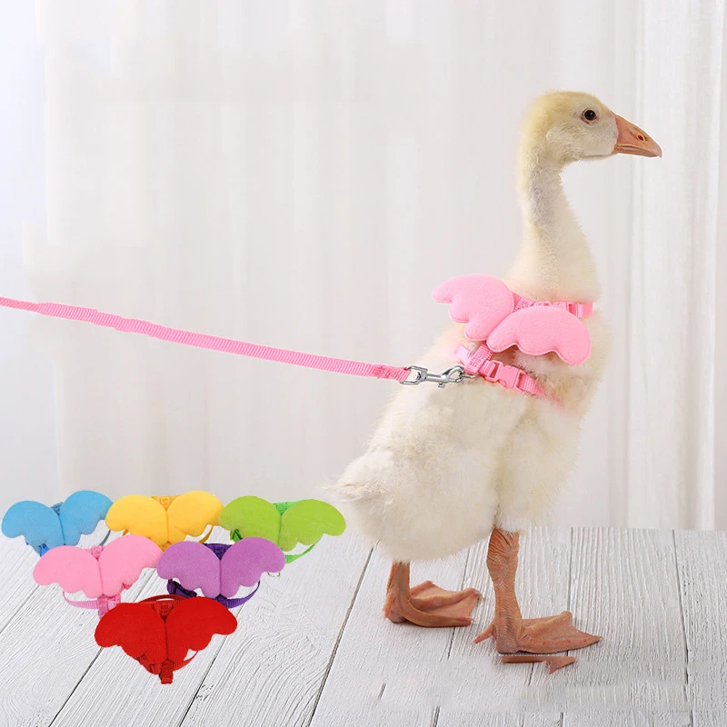 Harnais réglable laisse corde chat et chien pour canard petits animaux formation marche remorquage corde fournitures pour animaux de compagnie