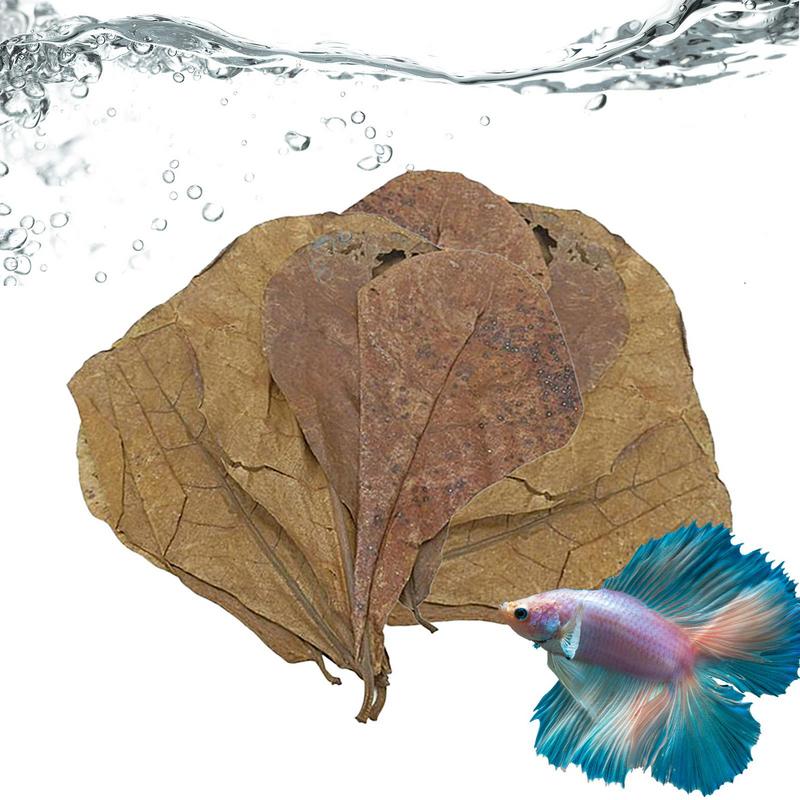 Aquarium-Mandelblätter, Catappa-Mandelblätter, Beta-Fische, Katappa-Blätter, erzeugt Regenwaldumgebung, senkt Höhle P.H. Ihres Panzer Und