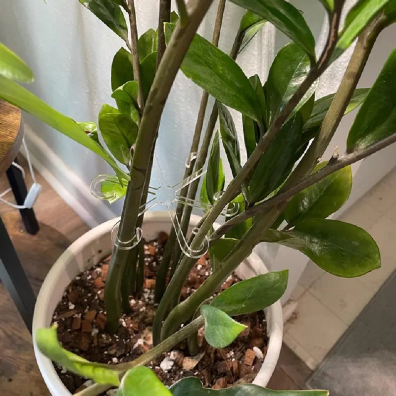 Soporte de tallo de planta Alocasia Monstera, Clips de soporte de hoja de vid para plantas trepadoras para crecer en posición vertical y hacer más saludable