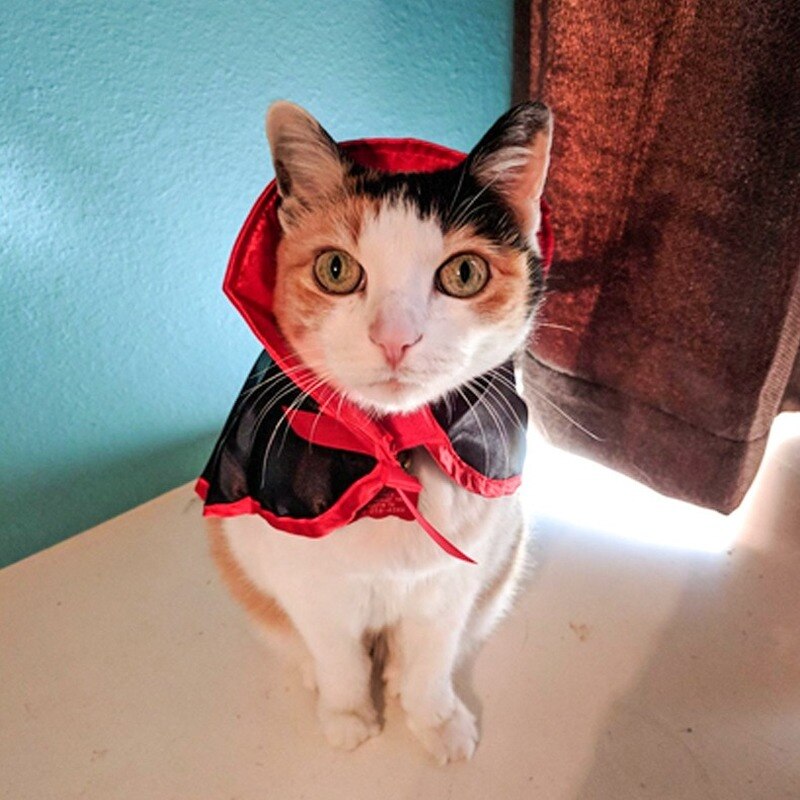 Schattige Huisdieren Kat Mantel Vampier Kostuum Cape Cosplay Hond Kat Puppy Kleding Jas Voor Halloween Dress Up Huisdier Product Accessoires