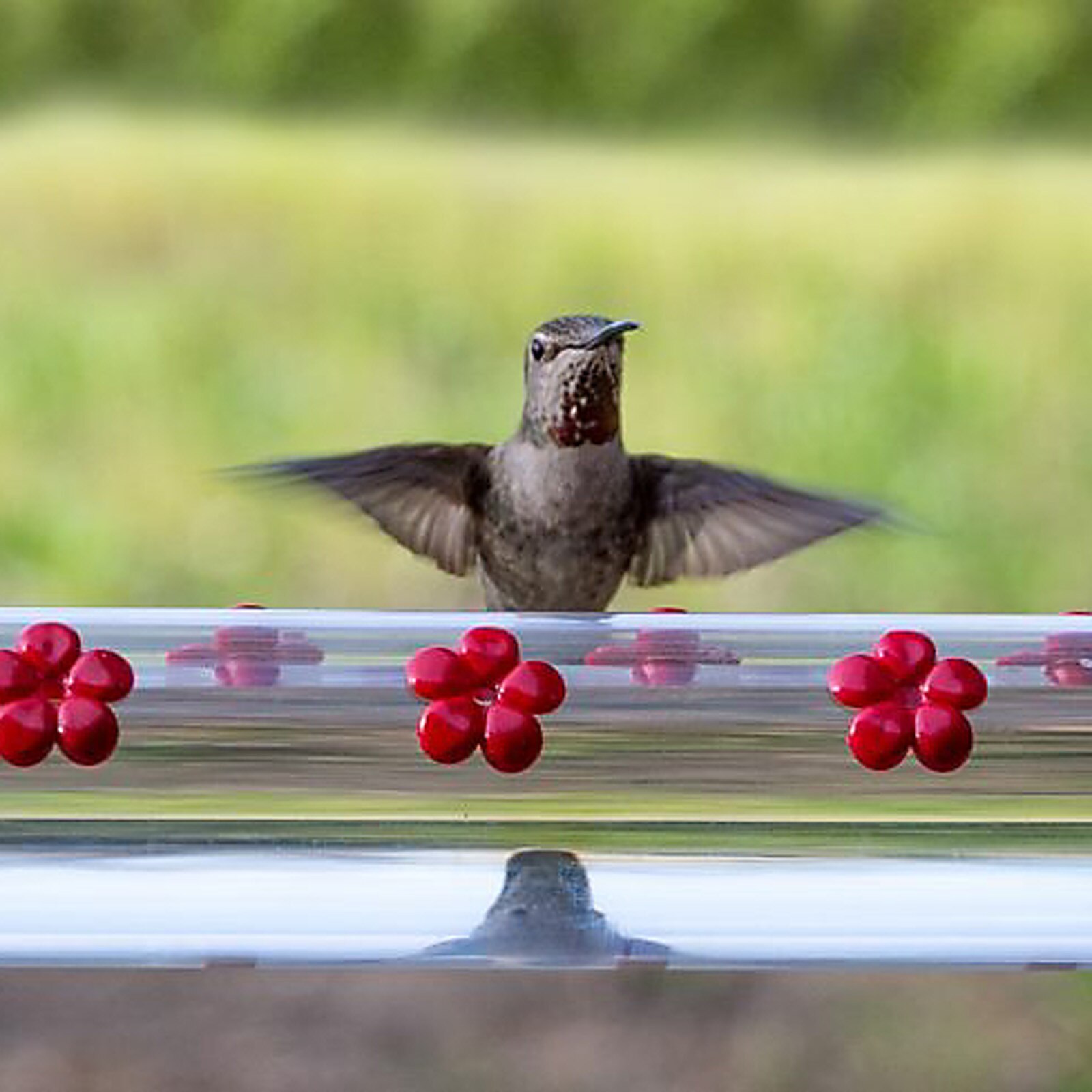 Wild Bird Feeder Gazebo Hummingbird Bird feederbobs best hummingbird feeder Миски и поилки клетка для
