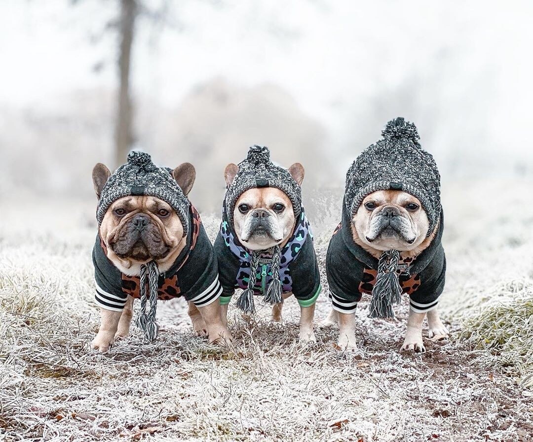 Vinter kæledyr hund hat kasket jul varm vindtæt kæledyr hatte uld hund tilbehør til små mellemstore hunde hat fransk bulldog udendørs