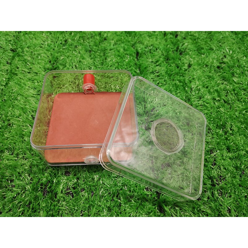 Ant Transparent Activity Area Connects Ant Nest Acrylic Plaster Anthill Ant