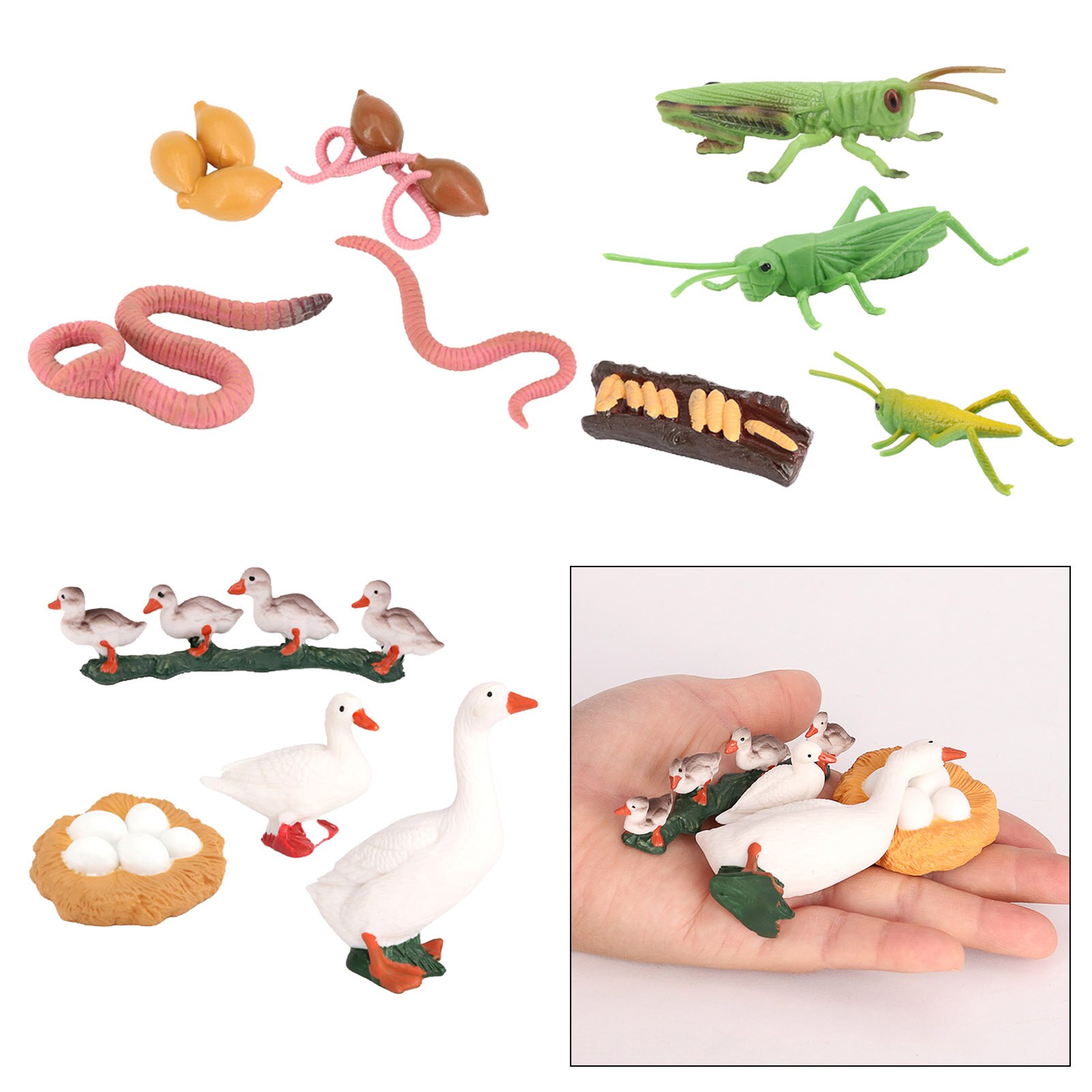 Plastic Nature Insects Growth Cycle Life Cycle Animal Figure Educational Biology