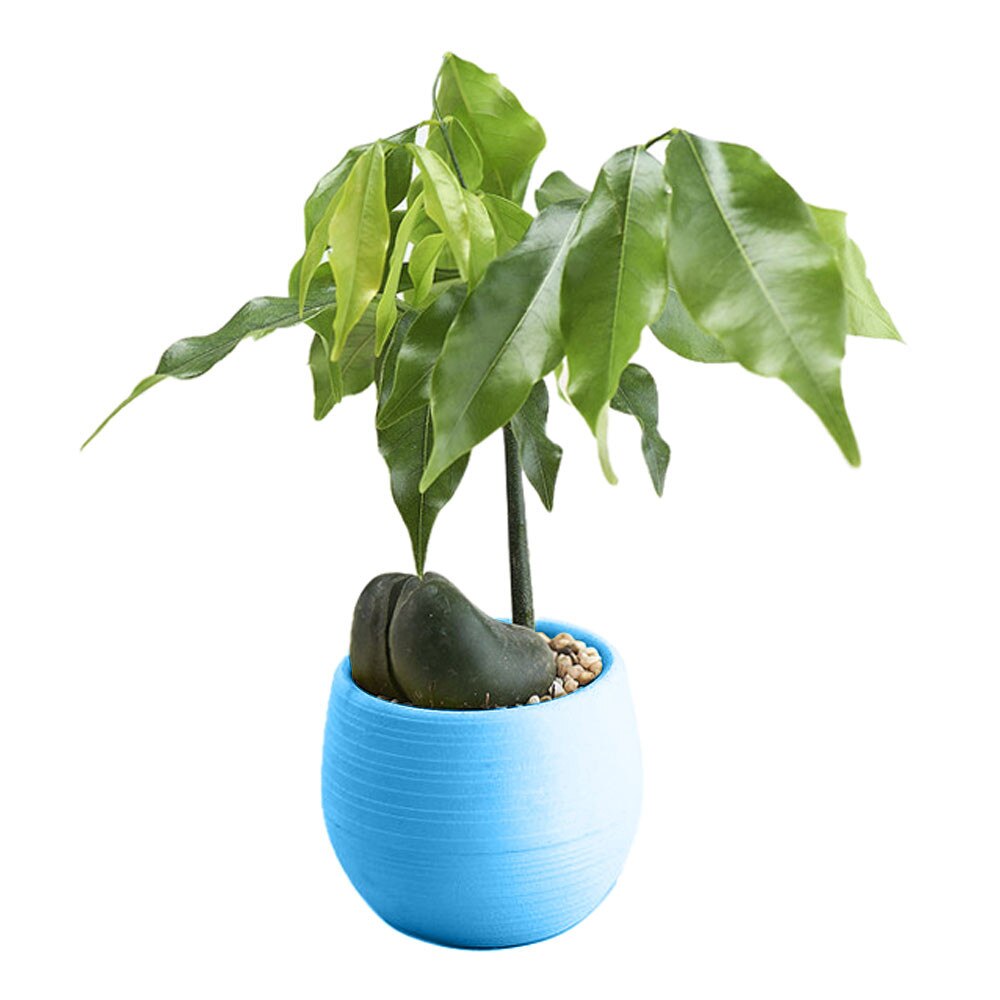 Products Mini Colourful Round Plastic Plant flower pot Home Office Decor Round Plastic Planter Flower Pot maceteros: Blue