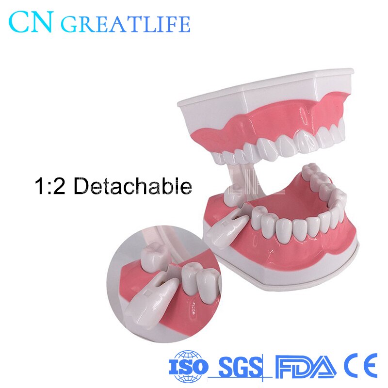 Good Typodont Teeth Model Practical False Dental Teeth Model Teeth Model for Studying
