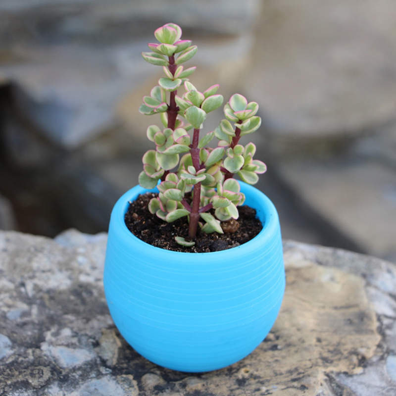 Jjyl80 Mini pot de fleurs | Mini pot de fleurs en plastique incassable pour plantes succulentes, sur le jardin de bureau: 5