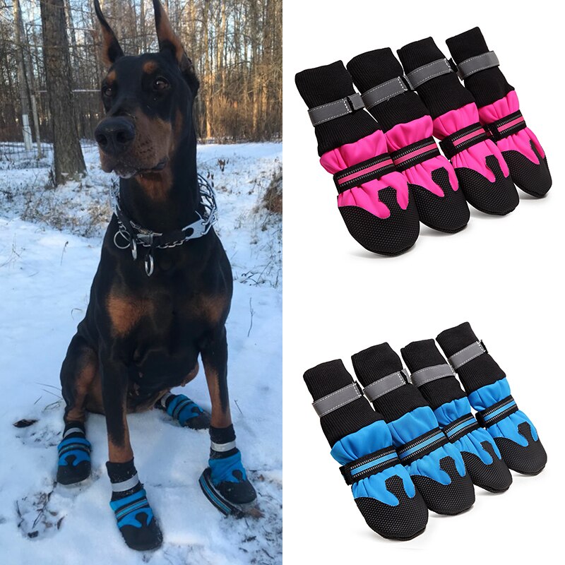Perro Doberman Zapatos Doberman Precios Zapatos Para Perros