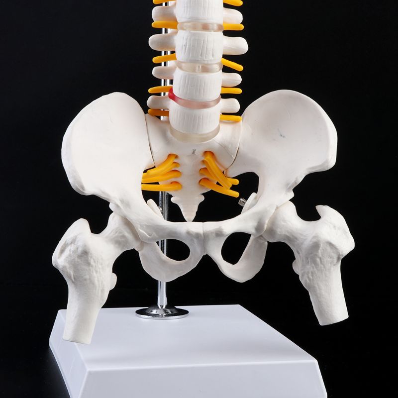 45cm Flexible Human Spinal Column Vertebral Lumbar Curve Anatomical Model Anatomy Spine Teaching Tool