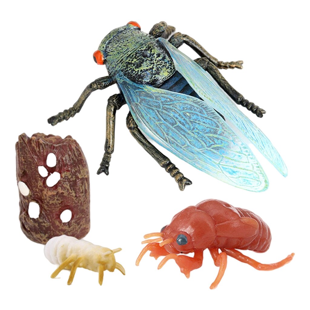 4 Stuk Levenscyclus Cijfers Insecten Plastic Cicade Speelgoed Figuur Authentieke Hand Painted Model Onderwijs Speelgoed