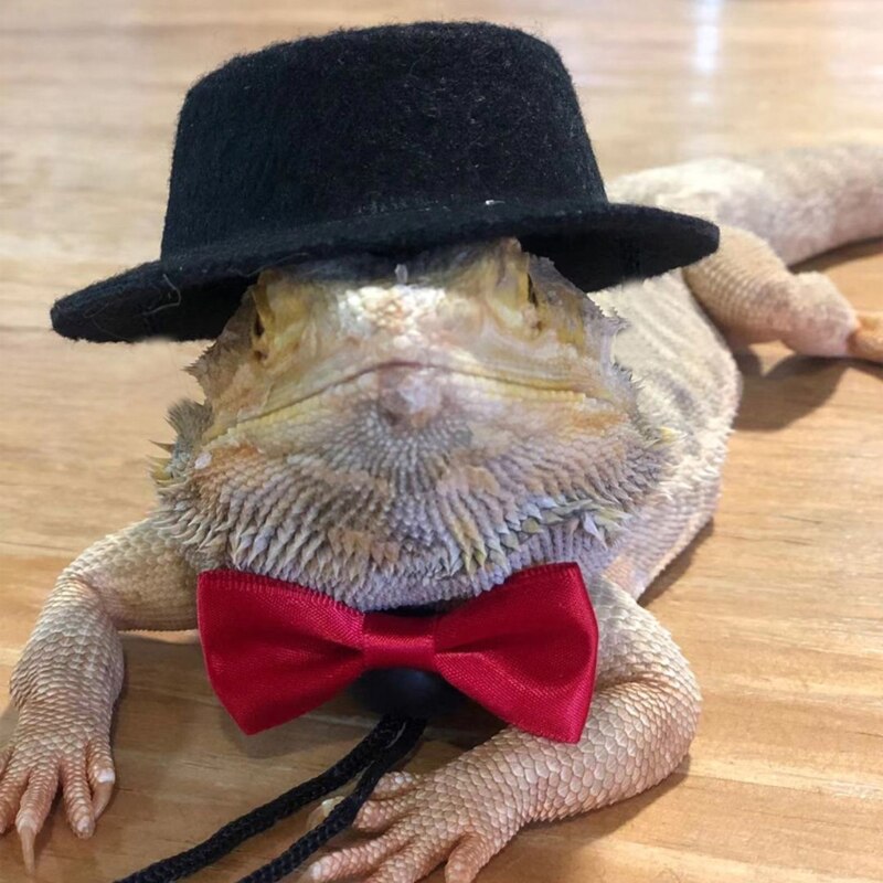 Eidechse Traktion Seil Hütte Fliege Weiche Leder Reptil bärtig Drachen nutzbar machen Leine Halloween Kostüm Kleidung