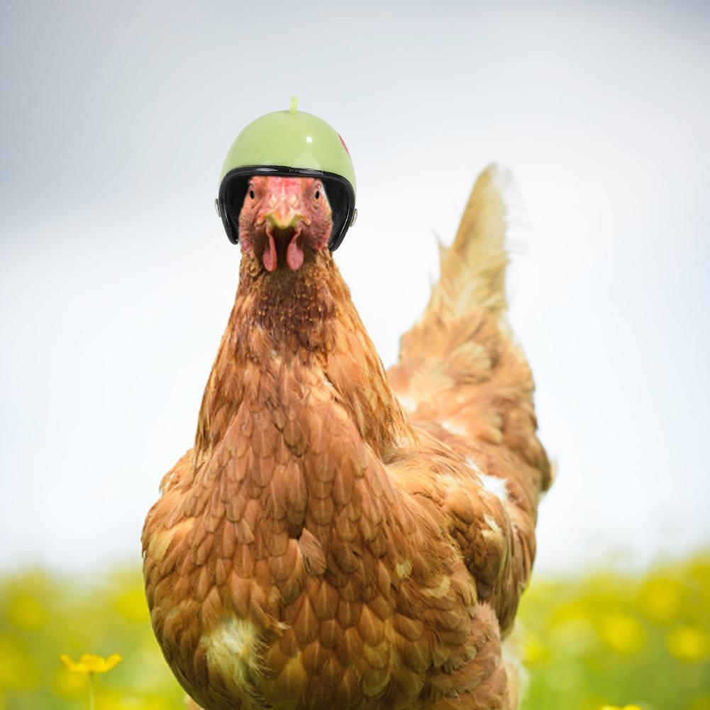 Casque pour animaux de compagnie drôle de protection casque de poulet poule dur oiseau chapeau couvre-chef pour motos accessoires Photo protéger accessoire pour animaux de compagnie