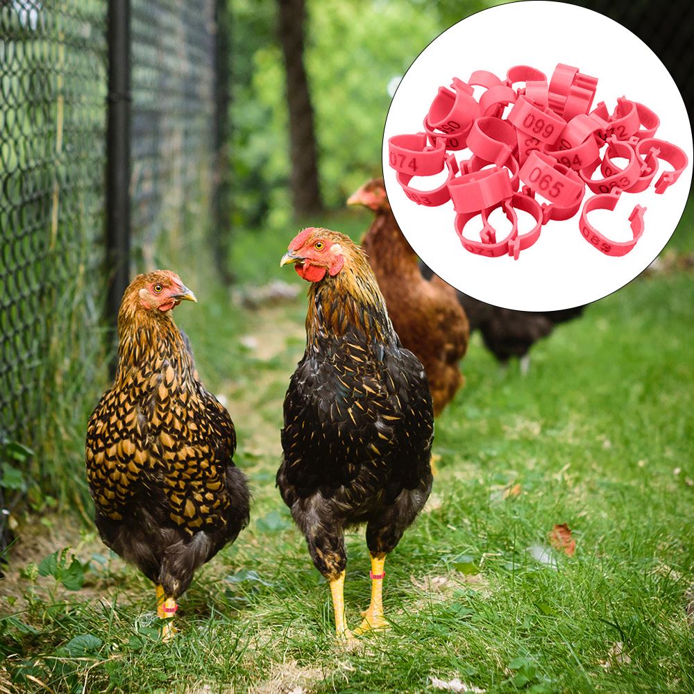 100PCS Chicken Leg Bands Chicken Poultry Rings 4 Colors Pigeon Geese Quail Bird Ring Carry tools Feeding Logo Poultry Ring Bird