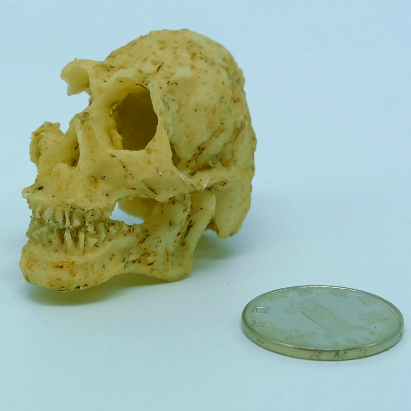 Aquarium Artifical Rhino Sheepshead Resin Skull Terrarium Decoration Fish Tank Simulation Statue Landscape Reptile Cave House