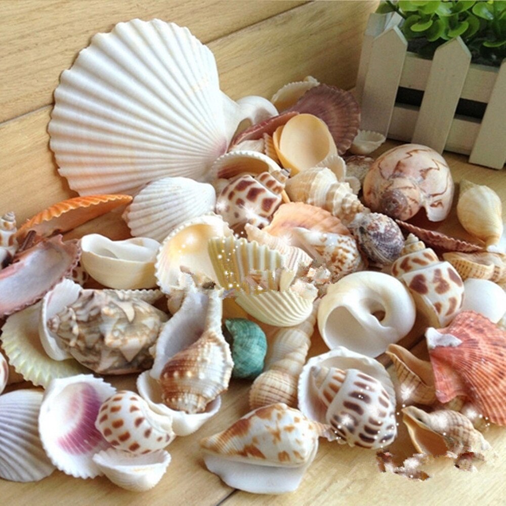 500G Gemengde Natuurlijke Strand Schelpen Ambachten Set Voor Thuis Aquarium Aquarium Decoratie