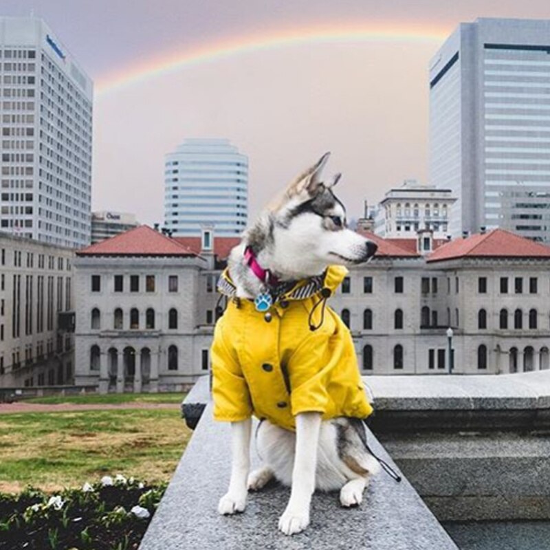 Chubasquero amarillo impermeable para perro, ropa Retro para mascotas, ropa para cachorros, chaqueta, suministros para mascotas