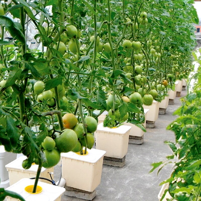 PP irrigación-Sistema de cubo holandés de Bato, equipo hidropónico inteligente, cubierta de un orificio de 11L, plantación de tomate, pepino y pimienta