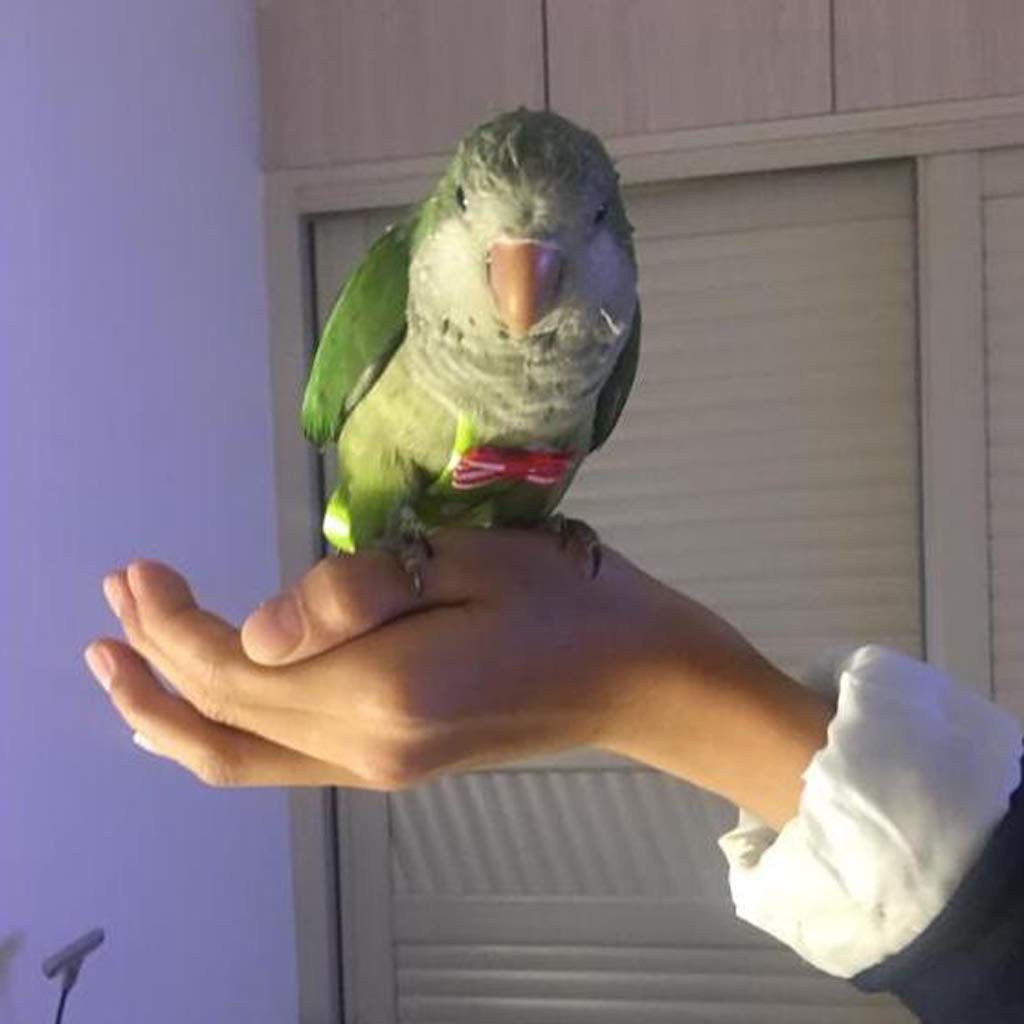 Fugl vaskbar ble lomme ble blødt stof papegøje wrap urin pude til undulat parakit cockatiel ara fink due cover liner