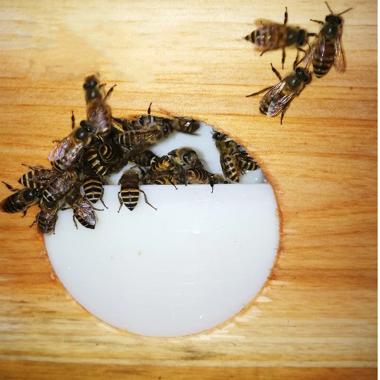 Imkerei Bienenstock automatische Bienen fütterung frei von öffnen Bienenstock interne Wasser fütterung Fütterung Zucker Wasser Imker Werkzeug 1pc
