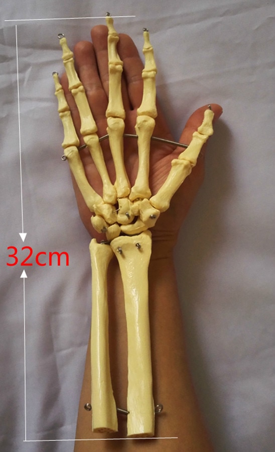 Huamn Lange Ellepijp Hand Gewrichten Skelet Model Mens Skeleton Hand Gezamenlijke Model Hand Skelet Model Medische Onderwijs Anatomie Modellen