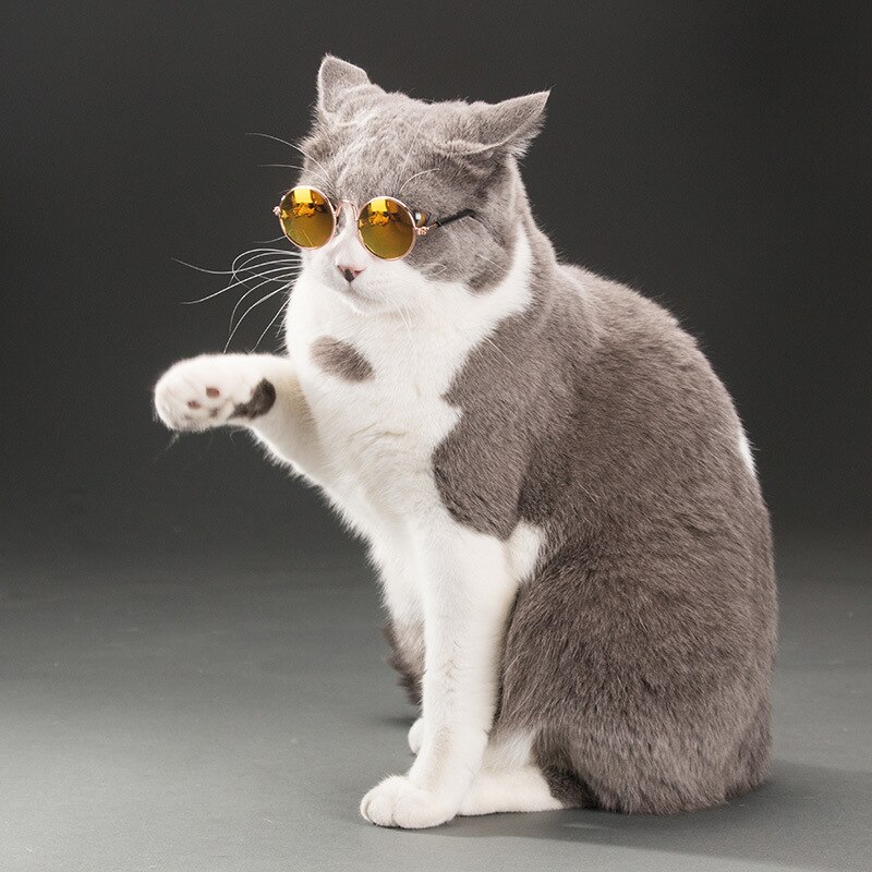 2 st stil katt solglasögon sommar hundar katter glasögon katt trimning glasögon skydd valp katter glasögon husdjur tillbehör