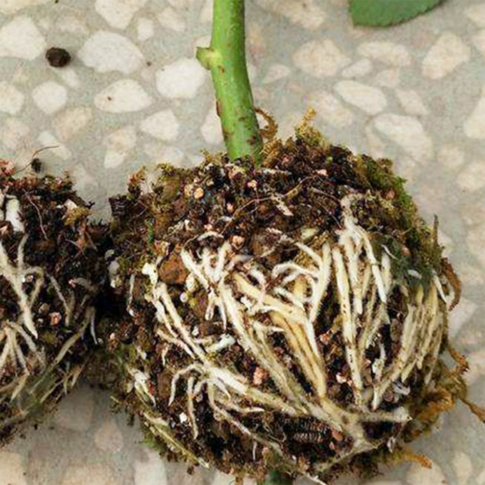 5 stk plante rodfrugt kugotransplantation rodning voksende kasse avlskasse plante roddyrkningskasse til have 5cm i diameter.