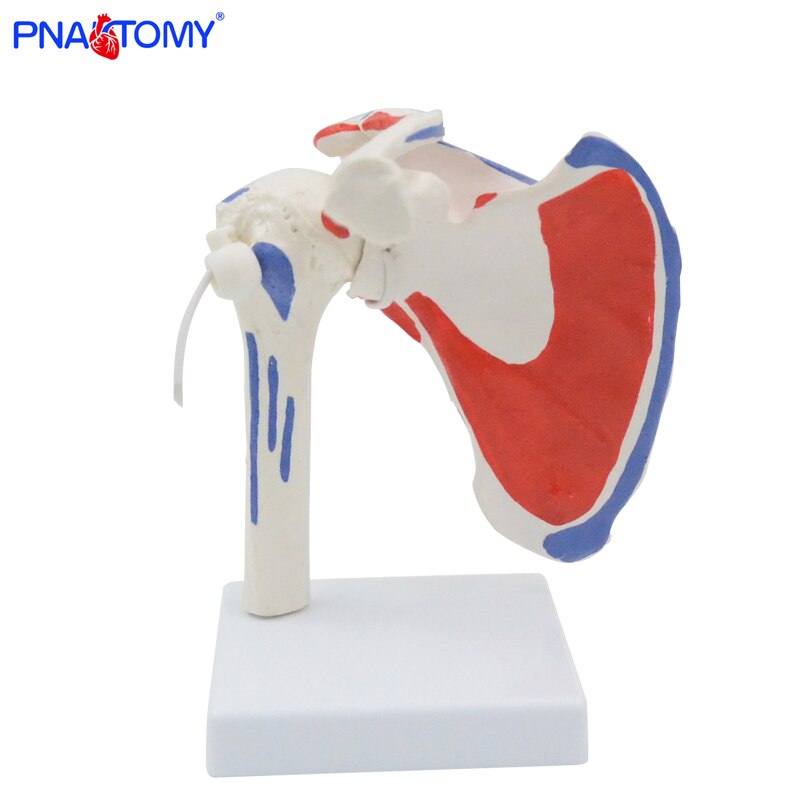 Flexibele En Afneembare Human Schoudergewricht Model Met Spier Geschilderd Medische Onderwijs Tool Anatomisch Apparatuur Levensgrote