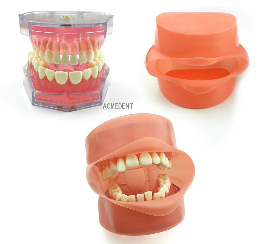 Dental Study Teaching Model Standard Model Removable Teeth Soft Gum Adult Typodont Model 3 Type
