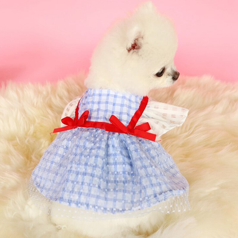 Robe pour chat et chat