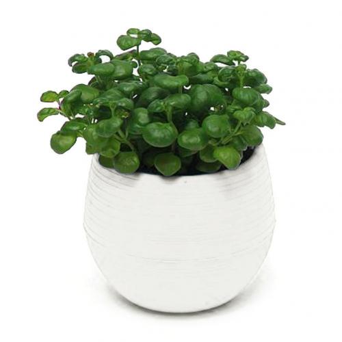 Eco-friendly Colourful Mini Round Plastic Plant Flower Pot Garden Home Office Decor Planter Plant Flower Pot Planter: White