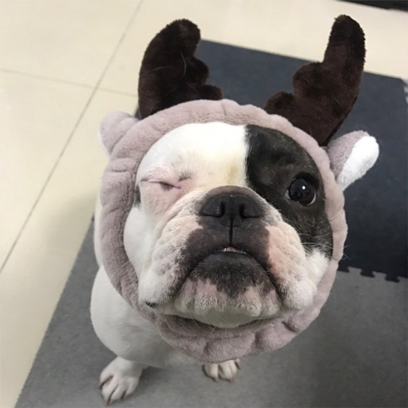 Cosplay Hond Kat Hoed Hond Cap Honden Accessoires Voor Kleine Honden Dress Up Kostuum Huisdieren Producten Kat Hoed Voor franse Bulldog York