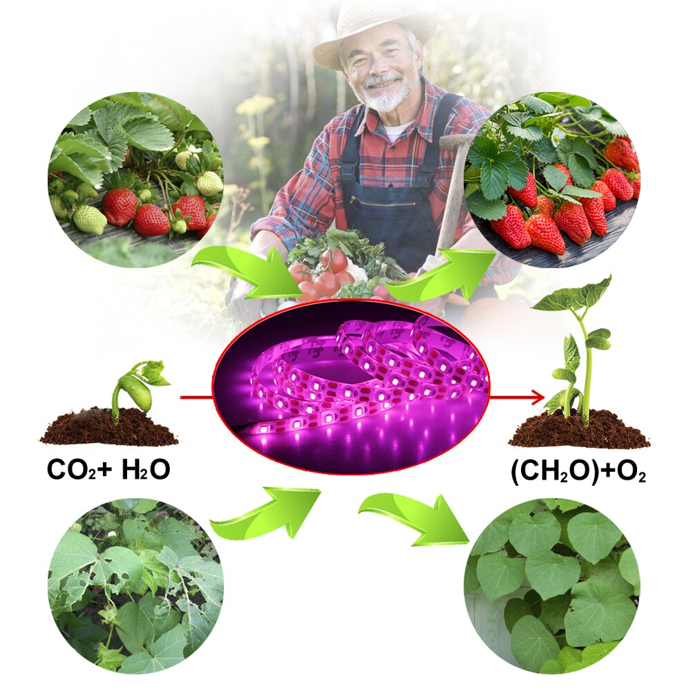 LED à spectre complet lampe de culture USB LED plante cultiver bande 2835 SMD 0.5m 1m 2m Fitolampy cultiver des lumières pour plante d'intérieur fleur semis