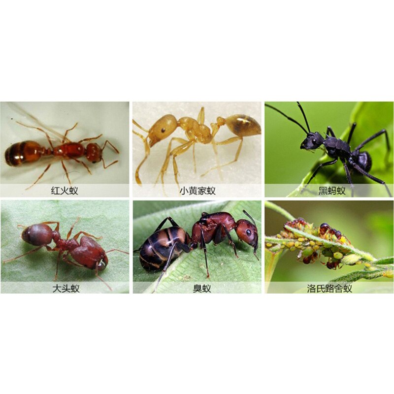 ZOCDOU-Polvo de cebo de hormiga, 3 piezas, amarillo, negro, blanco, termitas, efectos medicinales, para matar, nido