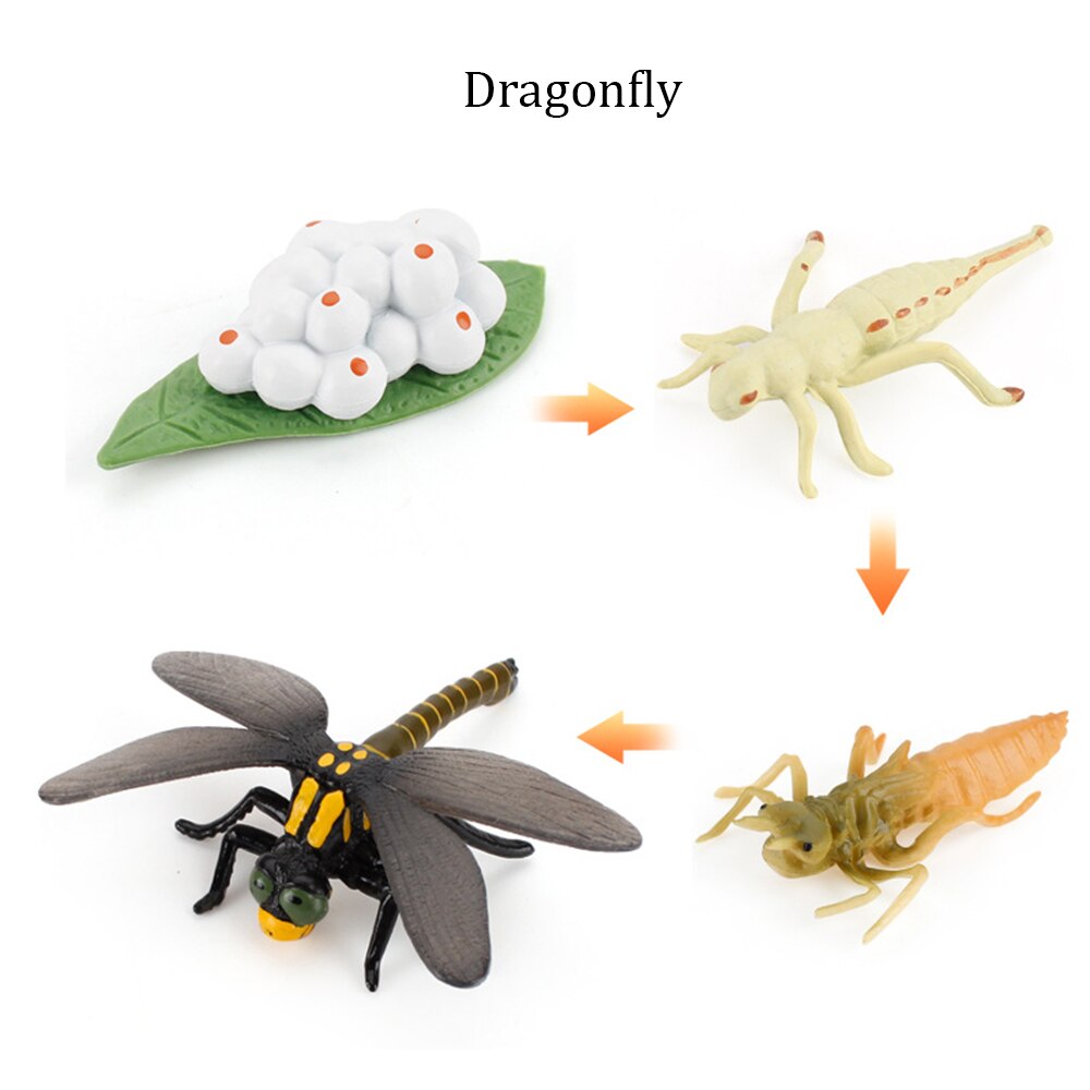 Simulation Animals Growth Cycle ButterflyLadybug Chicken Life Cycle Figurine Plastic Models Action Figures Educational Kids Toy: Dragonfly