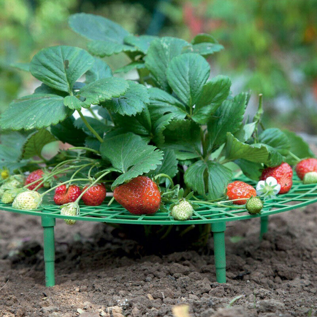 Aardbei Plant Groeit Ondersteunt Houden Aardbeien Off Rot In De Regenachtige Dag 2 Pc # Jood
