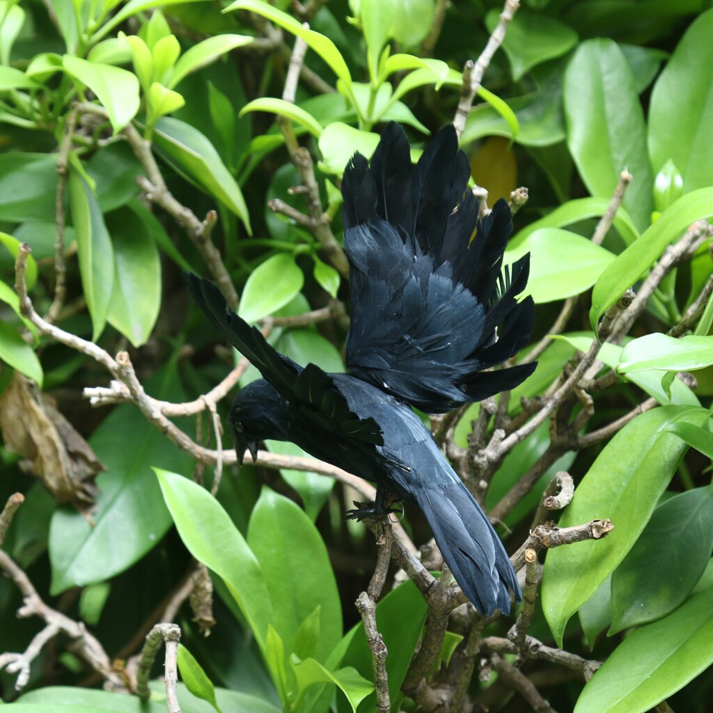 Zwart Vliegende Kraai Decoy Vogels Scarer Vogelverschrikker Tuin Repeller Ornament