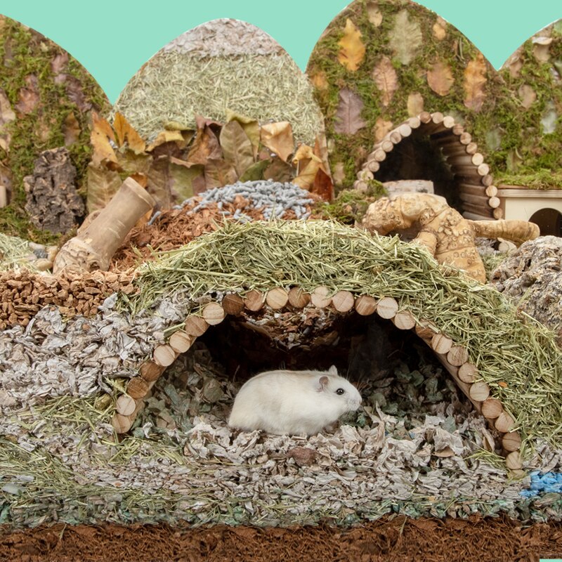 Pont de Hamster en bois, jouets suspendus, ours doré, cochon d&#39;inde, Tunnel d&#39;escalade, jouets à mâcher molaires, fournitures pour petits animaux