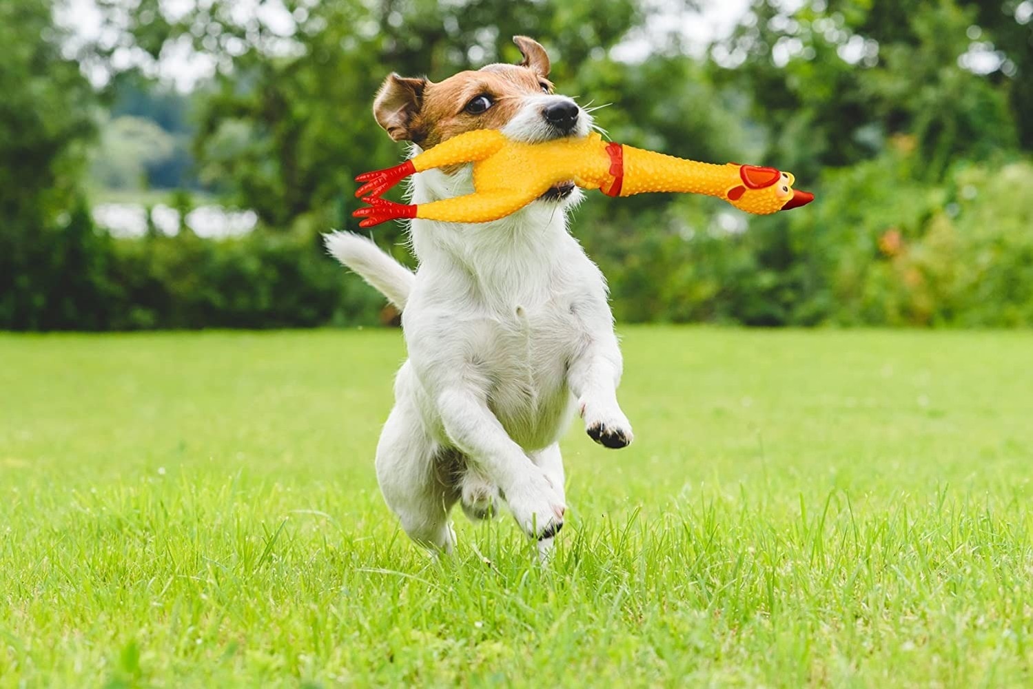 Screaming Chicken Pets Dog Toys Squeeze Squeaky Sound Funny Toy Safety Rubber For Dogs Molar Chew Toys