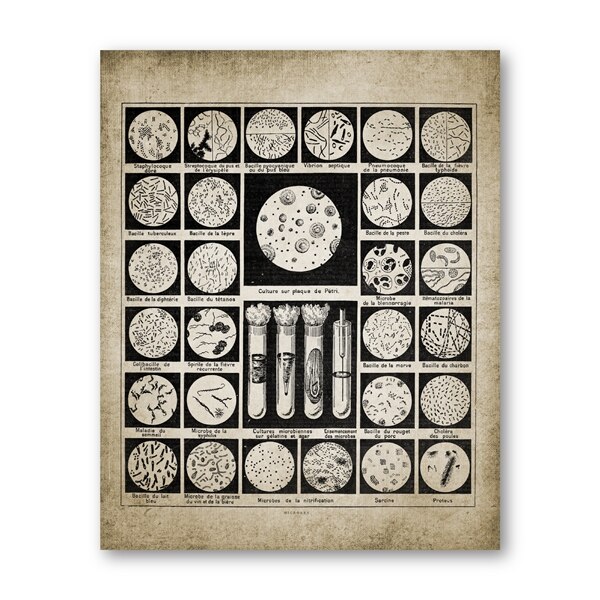 Bacteriën Prints Microben Poster Bacteriën Biologie Science Student Science Laboratorium Decor Poster Kraftpapier