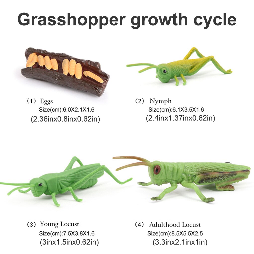 1 set heuschrecken-lebenszyklus-set, frühkindliches lernmaterial aus kunststoff, realistische miniaturtiere, spielzeug