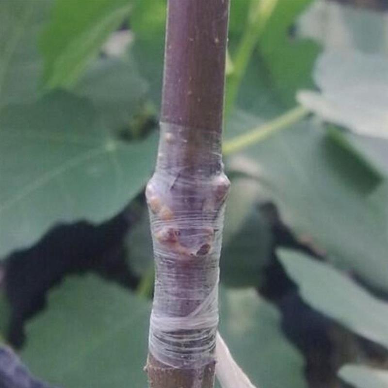 3 Rolls Plant Grafting Tape Garden Grafting Tape Plant Nursery Tape