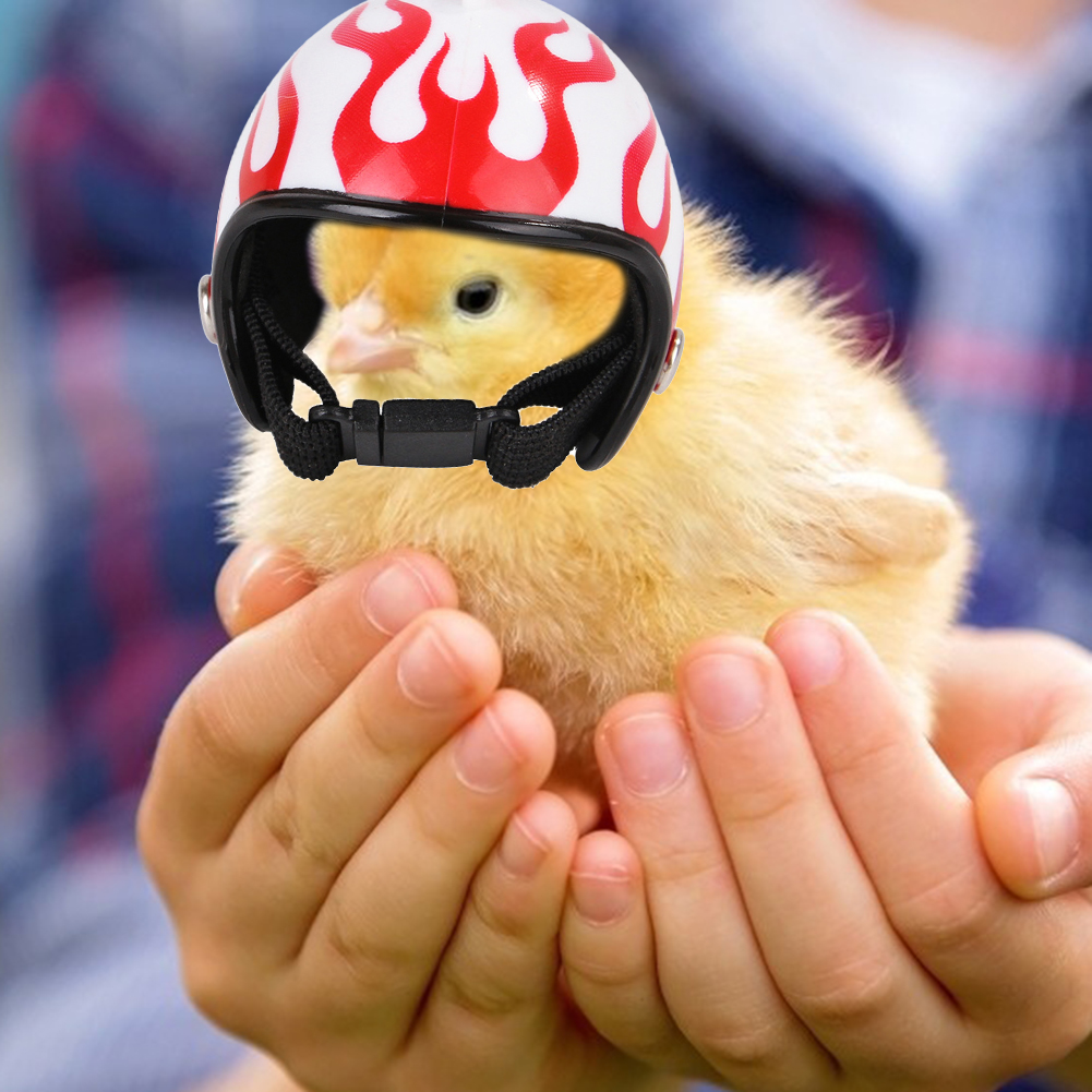 Chicken Helmet Hard Hat Bird Duck Quail Hat Headdress Pet Chicken Helmet Bird Helmet Bird Breeding Supplies