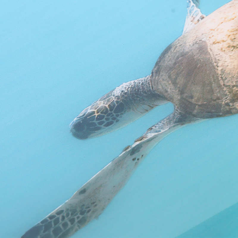 Aquarium Background Paper Clear Image Fish Tank Decoration Poster PVC for Underwater