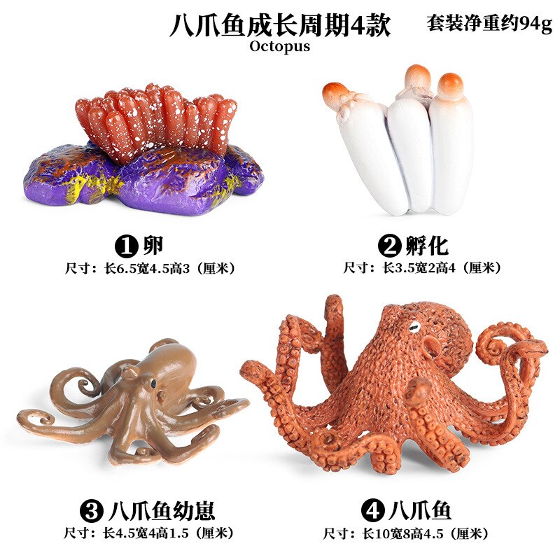 Models Growing Process Enlightenment Toys Furnishings Children's Wild Animals Knowledge Science,Home Entertainment: Octopus