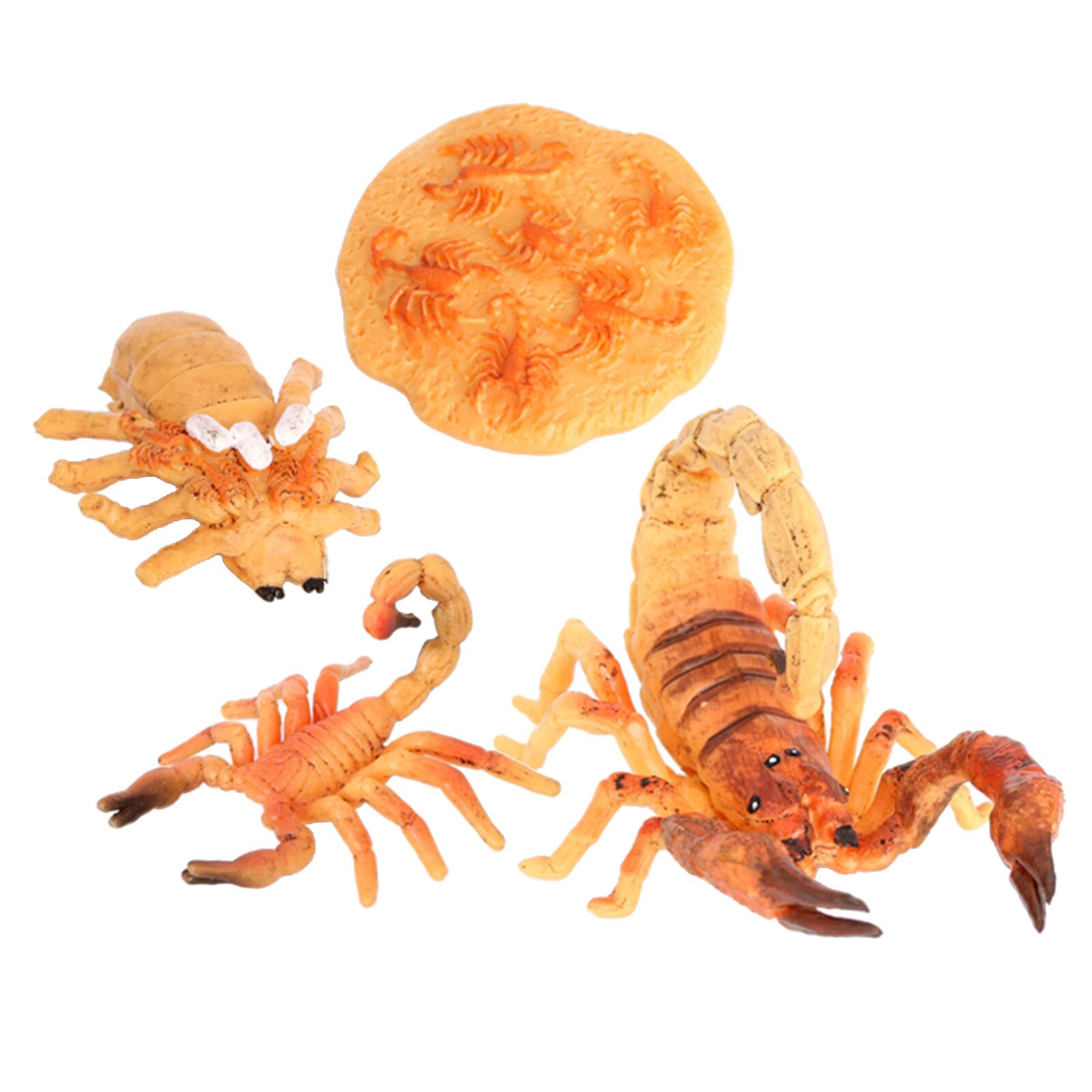 Modèle de Cycle de vie Scorpion de jouet préscolaire de développement éducatif précoce de bébé