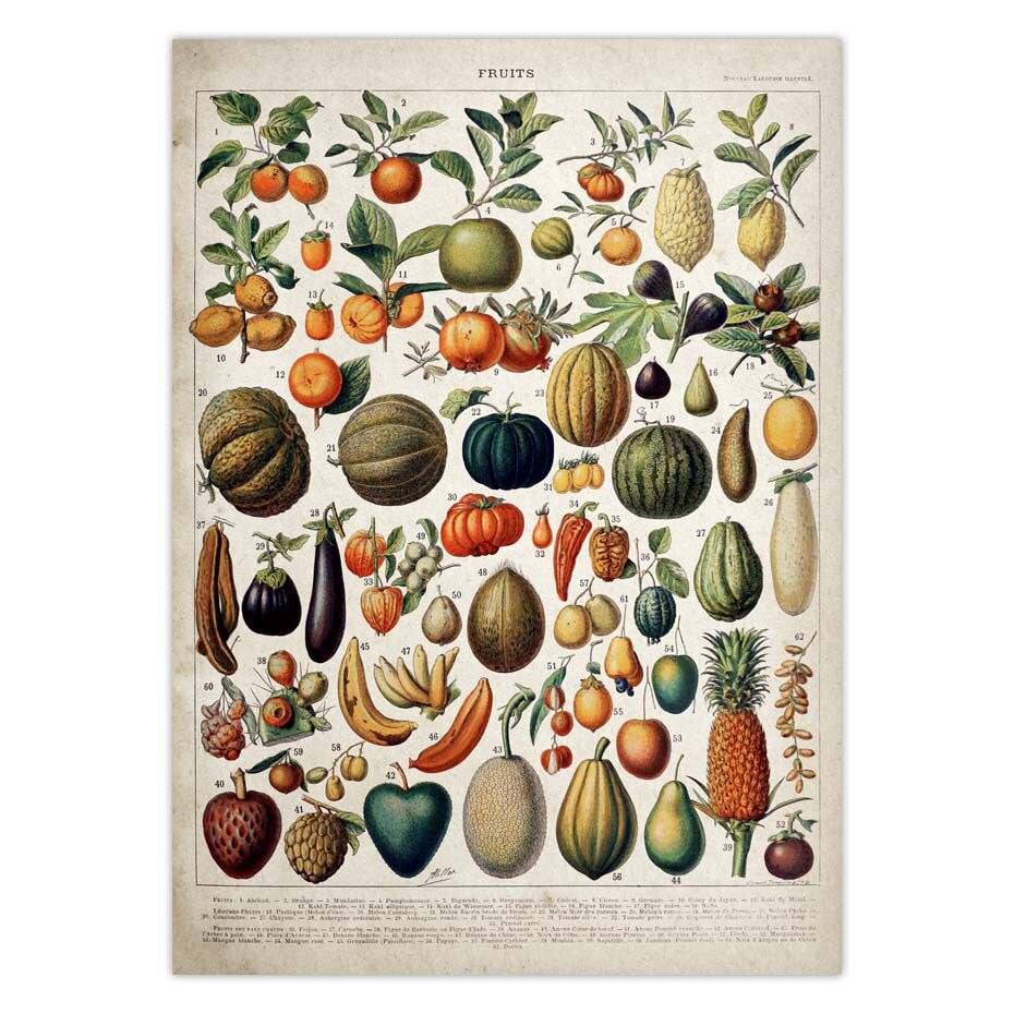Vintage Adolphe Millot Encyclopedia Posters Butterfly Mushrooms Herbs Flowers Insect Classic Wall Stickers Vintage Poster: 42x30cm / Navy Blue