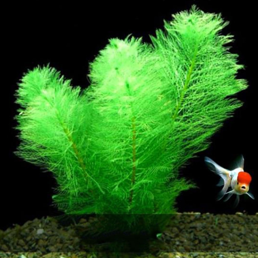 Simulation Artificial Plants Plastic Water Plant Decorative Grass Green Landscape Artificial Plants Fish Tank Aquarium Decor